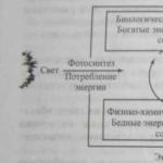 Види екологічних систем