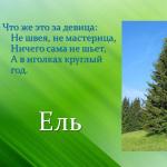 Иглолистна гора на Русия, презентация за урок по околния свят (подготвителна група) по темата Изтеглете презентация иглолистни дървета