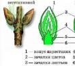 Struktura e brendshme dhe llojet: kërcell, sytha dhe kërcell