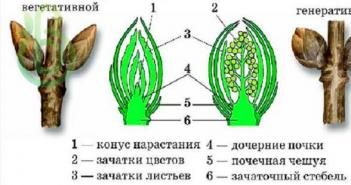 Structura internă și tipuri: lăstar, muguri și tulpină
